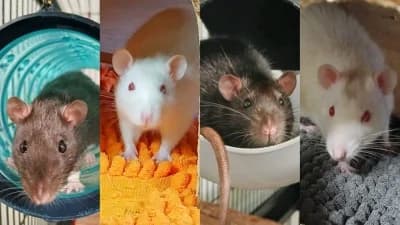 NOS RATS,  young Mixed Breed for adoption at SPA de Basse-Normandie, Verson