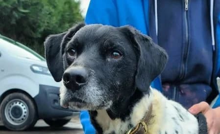 MICHOU (OPÉRATION DOYEN), male senior Mixed Breed for adoption at SPA de Basse-Normandie, Verson