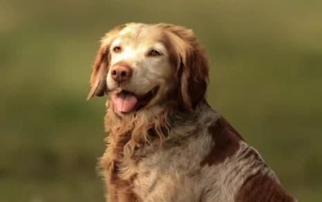 LUCIEN (OPÉRATION DOYEN), male senior Mixed Breed for adoption at SPA de Basse-Normandie, Verson