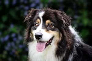 MERLIN, male 7yo Australian Shepherd for adoption at SPA de Basse-Normandie, Verson