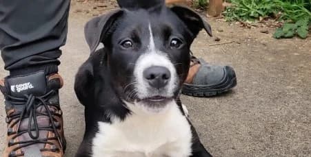 ANANAS, male Border Collie for adoption at SPA de Basse-Normandie, Verson