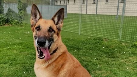 SIRIUS, male German Shepherd for adoption at SPA de Basse-Normandie, Verson