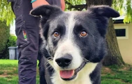 SHAKE – Réservé, male young Border Collie for adoption at SPA de Basse-Normandie, Verson