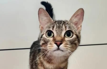 FLIX, female young European Shorthair for adoption at SPA de Basse-Normandie, Verson