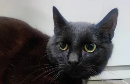 PRIYA, female puppy European Shorthair for adoption at SPA de Basse-Normandie, Verson