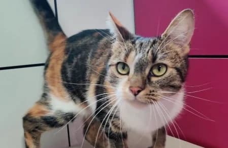 KIRA, female 4yo European Shorthair for adoption at SPA de Basse-Normandie, Verson