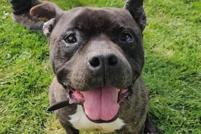 PAKI, male senior Mixed Breed for adoption at SPA de Basse-Normandie, Verson