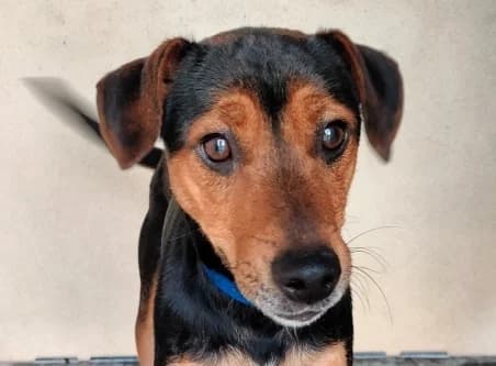 ARCANE, male young Mixed Breed for adoption at SPA de Basse-Normandie, Verson