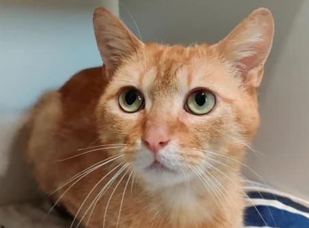 NILO, male young European Shorthair for adoption at SPA de Basse-Normandie, Verson