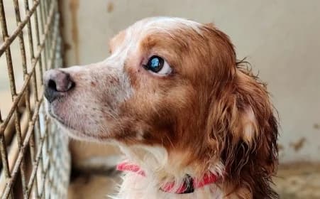 MARCUS, male senior Mixed Breed for adoption at SPA de Basse-Normandie, Verson