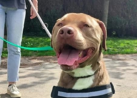PRINCE,  young Labrador Retriever for adoption at SPA de Basse-Normandie, Verson