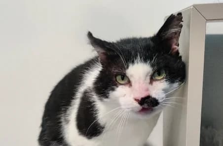 MOWGLI (EN OPÉRATION DOYEN), male senior European Shorthair for adoption at SPA de Basse-Normandie, Verson