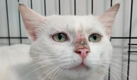 RILEY (EN SAUVETAGE), male 4yo European Shorthair for adoption at SPA de Basse-Normandie, Verson