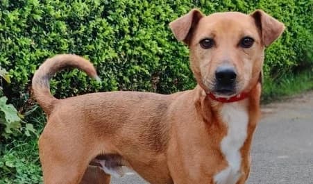 SHARP, male 3yo Mixed Breed for adoption at SPA de Basse-Normandie, Verson