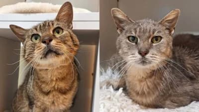 ZYMA & NEUNEU, male senior Mixed Breed for adoption at SPA de Basse-Normandie, Verson