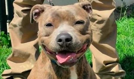 VALENTINA, female young Mixed Breed for adoption at SPA de Basse-Normandie, Verson