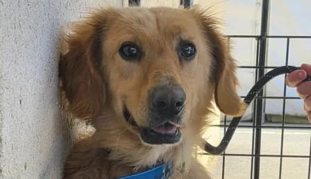 TOMY, male 3yo Labrador Retriever for adoption at SPA de Basse-Normandie, Verson