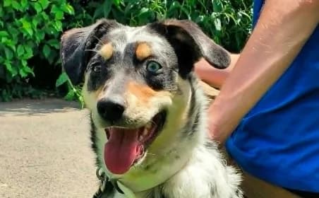 BEN, male puppy Australian Shepherd for adoption at SPA de Basse-Normandie, Verson