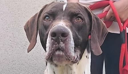 SAXO, male 5yo Mixed Breed for adoption at SPA de Basse-Normandie, Verson