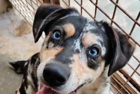 ULLA, female young Australian Shepherd for adoption at SPA de Basse-Normandie, Verson