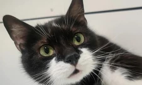 TREVI, male 6yo European Shorthair for adoption at SPA de Basse-Normandie, Verson