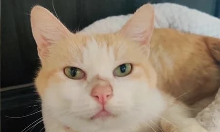 TIRAMISU (EN SAUVETAGE), male 6yo European Shorthair for adoption at SPA de Basse-Normandie, Verson