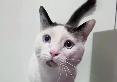 ZIK, male young European Shorthair for adoption at SPA de Basse-Normandie, Verson