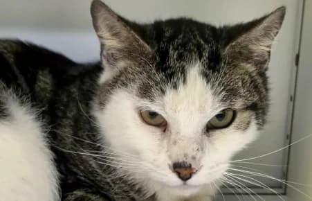 TITO (EN SAUVETAGE), male 7yo European Shorthair for adoption at SPA de Basse-Normandie, Verson