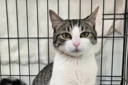 CRUZ, male puppy European Shorthair for adoption at SPA de Basse-Normandie, Verson