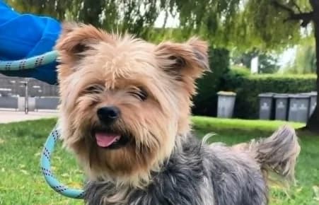 THIAGO, male 4yo Mixed Breed for adoption at SPA de Basse-Normandie, Verson