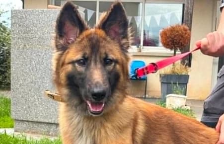 TEMPÊTE, female young mixed breed for adoption at SPA de Basse-Normandie, Verson