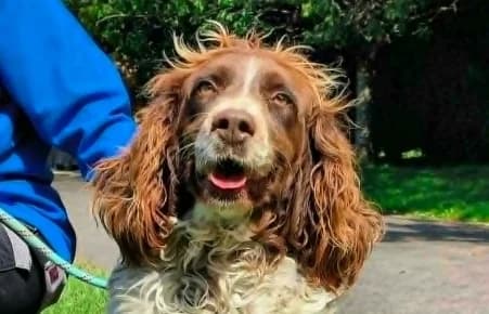 WHY, female 5yo Mixed Breed for adoption at SPA de Basse-Normandie, Verson