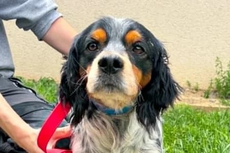 RAVAGE, male 6yo Mixed Breed for adoption at SPA de Basse-Normandie, Verson