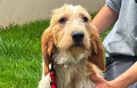 UDY, female 3yo Mixed Breed for adoption at SPA de Basse-Normandie, Verson