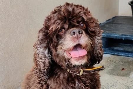 OLIVIA (EN OPÉRATION DOYEN), female senior Mixed Breed for adoption at SPA de Basse-Normandie, Verson