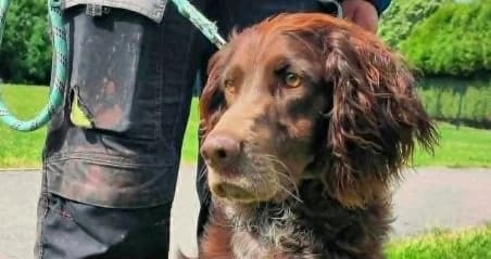 MACARON, male 4yo Mixed Breed for adoption at SPA de Basse-Normandie, Verson