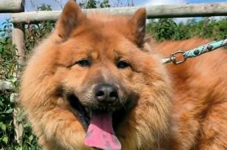CHOUCHOU, female 5yo Mixed Breed for adoption at SPA de Basse-Normandie, Verson