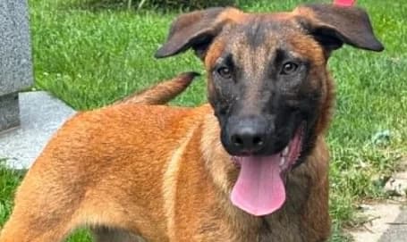 ADONIS, male puppy Belgian Malinois for adoption at SPA de Basse-Normandie, Verson