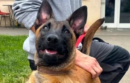 APOLLO, male puppy Belgian Malinois for adoption at SPA de Basse-Normandie, Verson