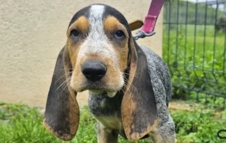 BROOKLYN, male puppy Mixed Breed for adoption at SPA de Basse-Normandie, Verson