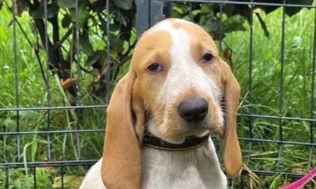 BEYAH,  puppy Mixed Breed for adoption at SPA de Basse-Normandie, Verson