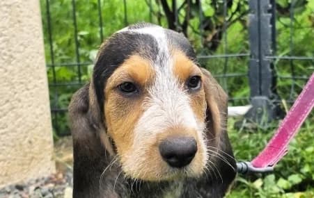 BULLE, female puppy Mixed Breed for adoption at SPA de Basse-Normandie, Verson