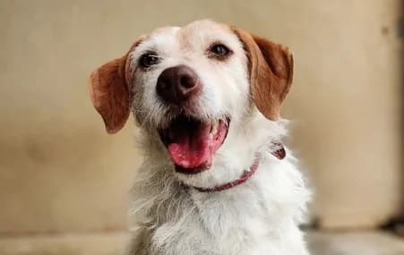 NIKITA, female senior Mixed Breed for adoption at SPA de Basse-Normandie, Verson