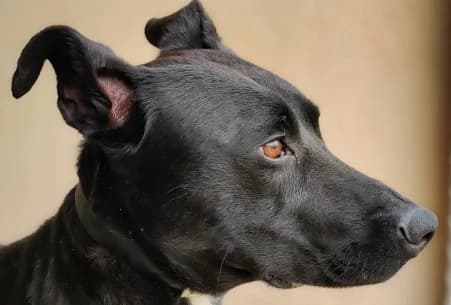 VINZA, female Labrador Retriever for adoption at SPA de Basse-Normandie, Verson
