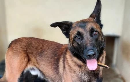 PIMCO, male 6yo mixed breed for adoption at SPA de Basse-Normandie, Verson