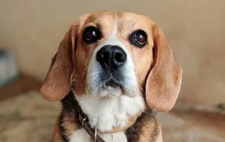 OLINE, female senior Mixed Breed for adoption at SPA de Basse-Normandie, Verson