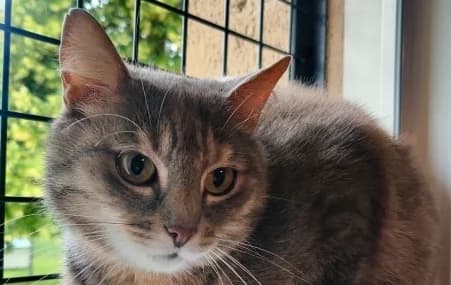 CALINE, female European Shorthair for adoption at SPA de Basse-Normandie, Verson