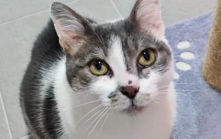 MOUMOUNE, female European Shorthair for adoption at SPA de Basse-Normandie, Verson