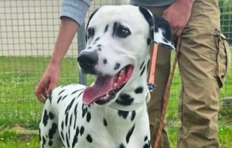 VADIM, male young Mixed Breed for adoption at SPA de Basse-Normandie, Verson