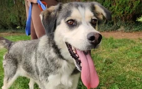 RIO, male 6yo Husky for adoption at SPA de Basse-Normandie, Verson